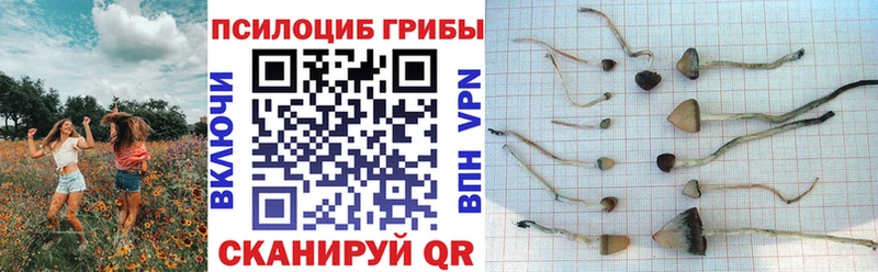 Галлюциногенные грибы Psilocybe  Харабали 